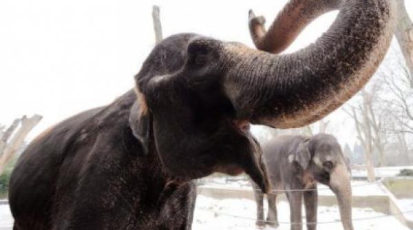 a murit cel mai batran elefant din europa