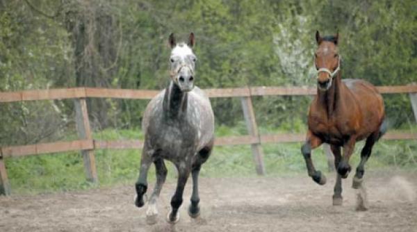 cai frumosi regina maria