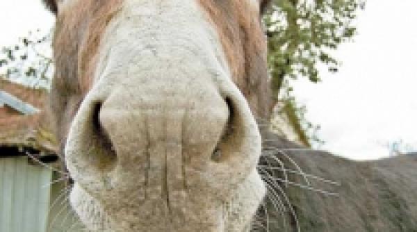 un sarut pe nara stanga