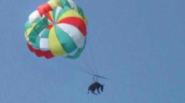 in rusia se parasuteza magari pentru atragerea turistilor