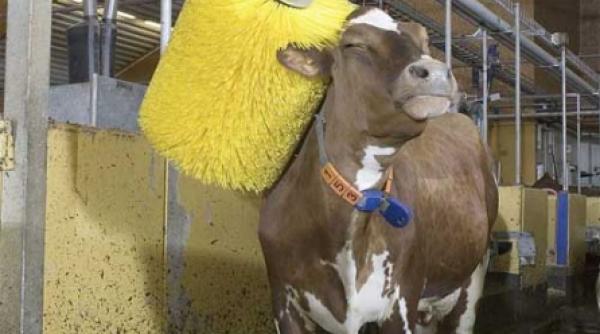 cu vacuta la dus suedez