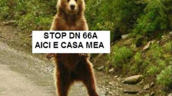 ecologistii au ridicat o tabara de rezistenta pe drumul lui basescu