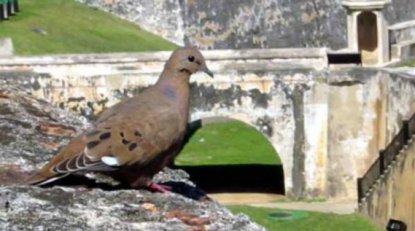 barcelona porumbeilor