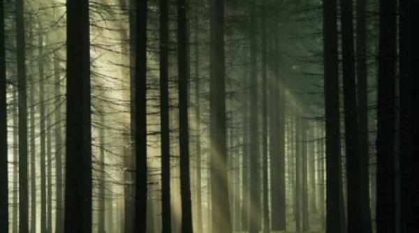 padurea hoia baciu o poarta catre alta lume