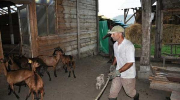 tiganii si caprele frantuzesti