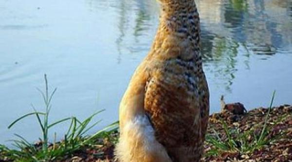 mumble gaina care se crede pinguin video