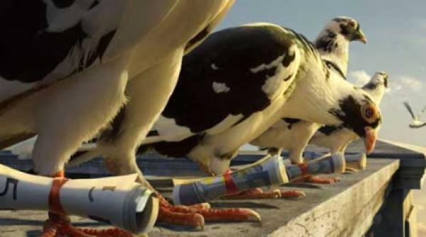 nativitate si selectie columbofile