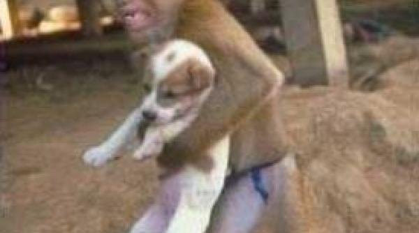 o maimuta a salvat un catelus dintr un incendiu