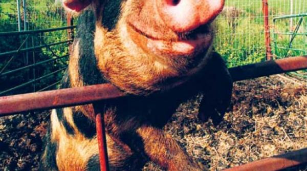 si porcii pot fi fericiti