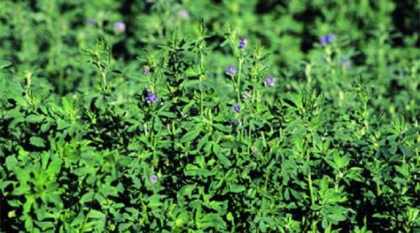 energizant suc de lucerna