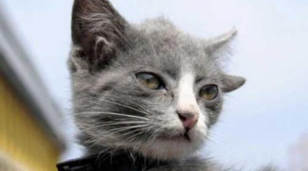 luntik pisoiul cu patru urechiuse