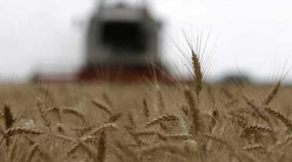 canicula de acum scumpeste mancarea