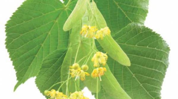 cu ochii pe florile si frunzele de tei