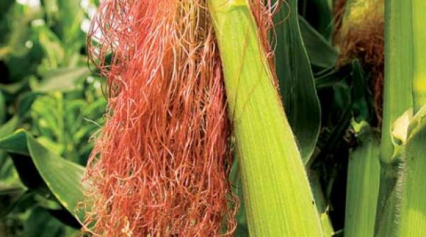 diuretic natural si eficient matasea de porumb