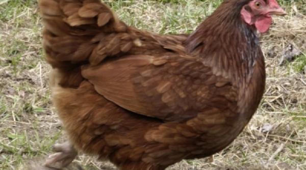 o parte a creierului uman asemanatoare cu cea a gainilor