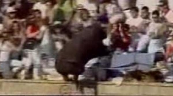 un taur a facut 40 de victime in timpul unei coride spaniole