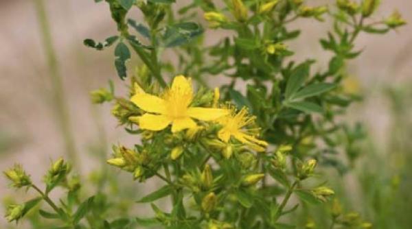 plantele nu joaca doar roluri pozitive