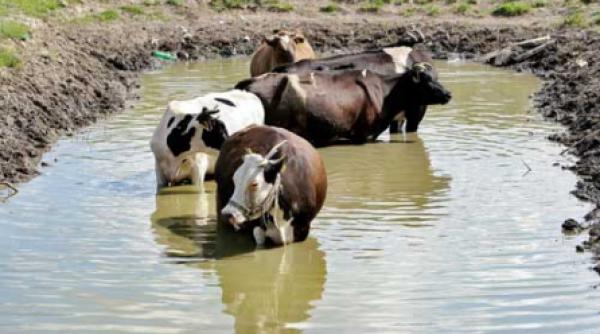 sambata canicula duminica mai putin cu 12 grade