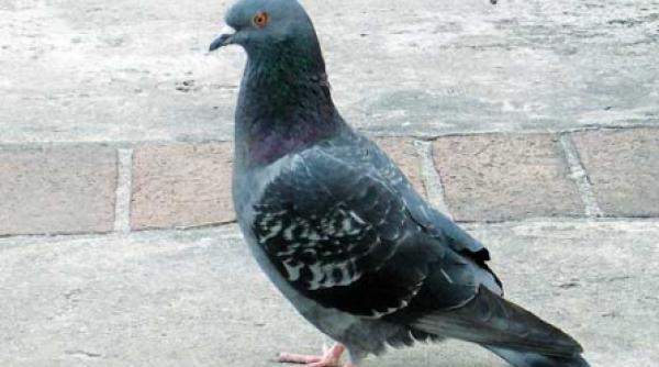 porumbelul calator si micile sale curiozitati