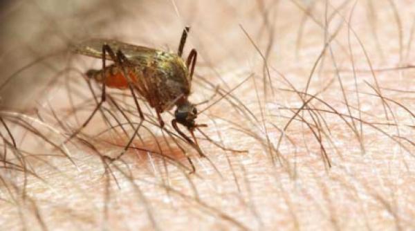 west nile face victime in romania