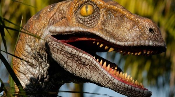 balaurul bondoc descoperit in romania