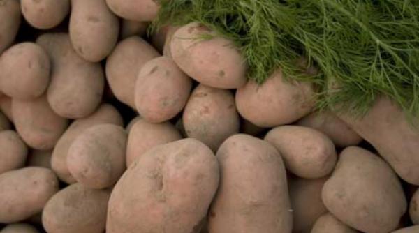 cartoful plin de antioxidanti