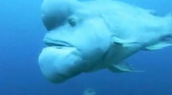 pestele shrek descoperit in largul coastelor japoneze