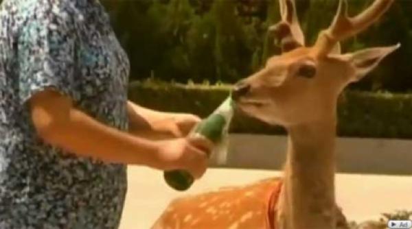 ratia unui cerb alcoolic doua beri zilnic apa deloc