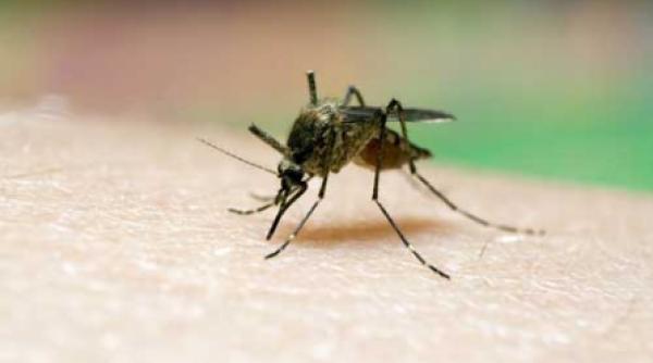 virusul nilului activ si in septembrie