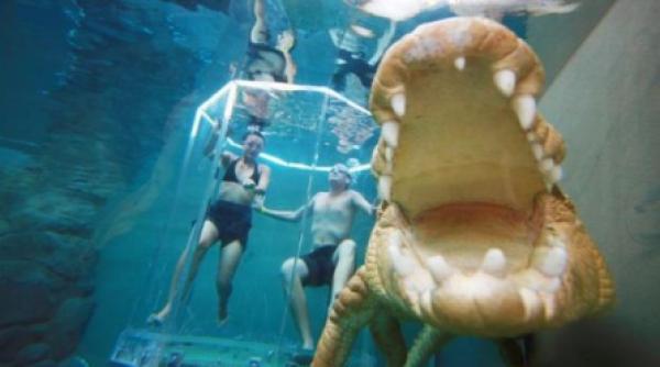 inoata impreuna cu crocodili de sase metri