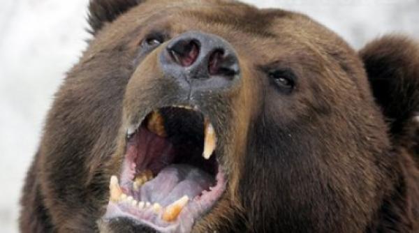 un urs infometat a intrat in cantina unei uzine din rusia pentru a se hrani