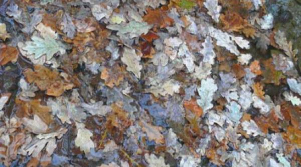 cerbii toamnelor mele