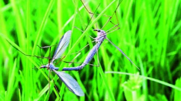 uleiurile esentiale calmeaza insectele