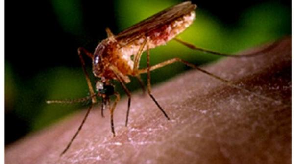 un nou deces din cauza virusului west nile