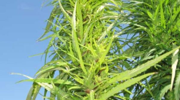 semintele de canepa aliment medicament