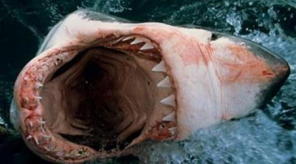 trupul unui marinar descoperit in stomacul unui rechin