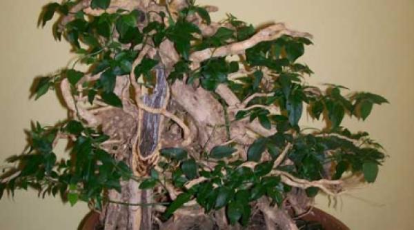 arta si traditie orientala bonsai suiseki si saikei