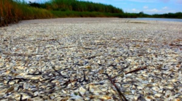 dezastru ecologic mississippi pavat cu sute de mii de pesti morti