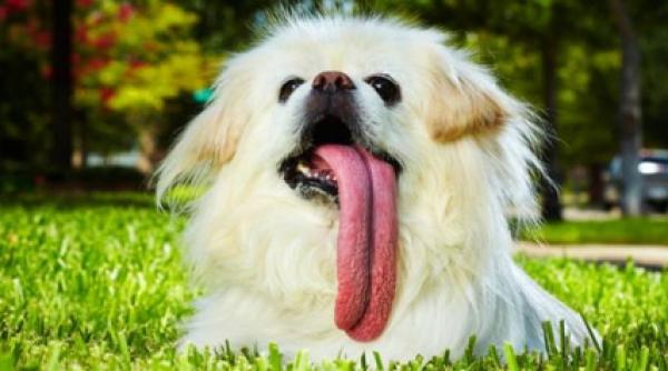 puggy este cainele cu cea mai mare limba din lume