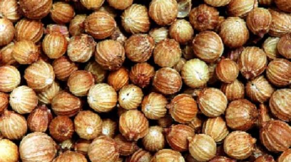 coriandrul un condiment medicament