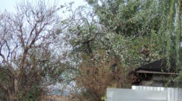 e toamna si au inflorit pomii