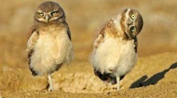 avem cel mai mic iq din europa