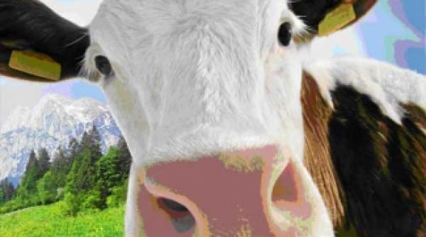 cel mai ravnit job animator de vacute