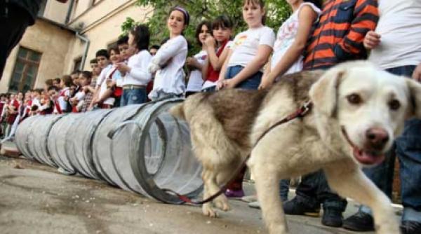 patrupedele fac show la bucuresti