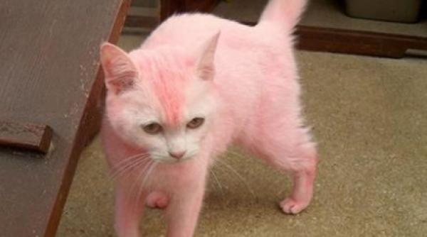 pantera nu pisica roz