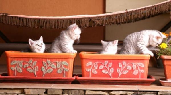 vesti si povesti din gradina cu pisici