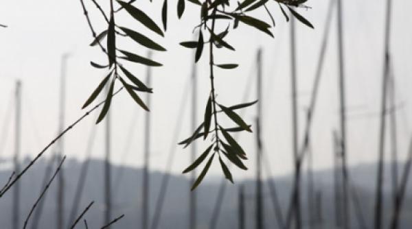 stralucirea vietii are ochelari de soare