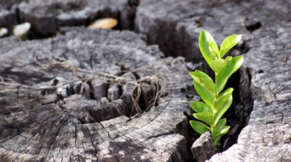 viata la granita mortii