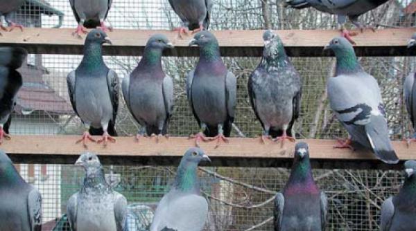 sanatatea si selectia porumbeilor