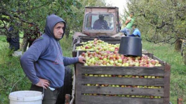 gustul amar al marului romanesc i
